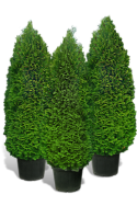 Thuja Brabant