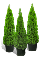 Thuja Smaragd