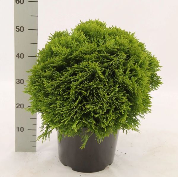 Thuja Danica - Kuleformet