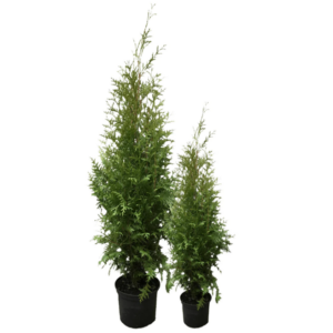 Thuja Brabant