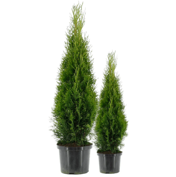 Thuja Smaragd